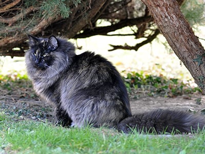 GIC Bali des Fines Terres*CH