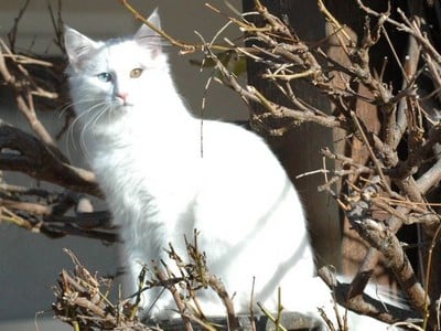 Dawa des Jardins d'Arwen*B