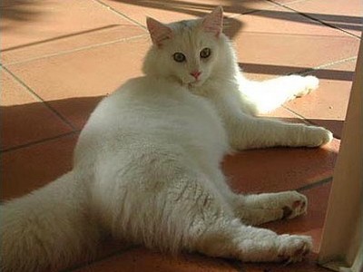 SC Kilimandjaro av Skara Brae*CH, DSM