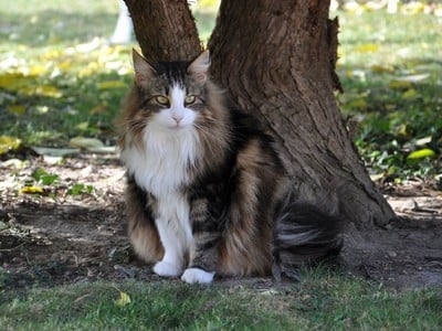 SC Jaana des Fines Terres*CH