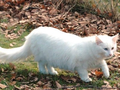 Dawa des Jardins d'Arwen*B