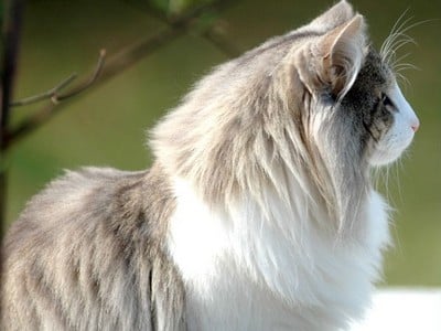 SC Starkad's Bolle Bob *DK, JW, DSM, DVM