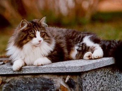 EP Prima Dona Feux d'Aurès*FR