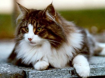 EP Prima Dona Feux d'Aurès*FR