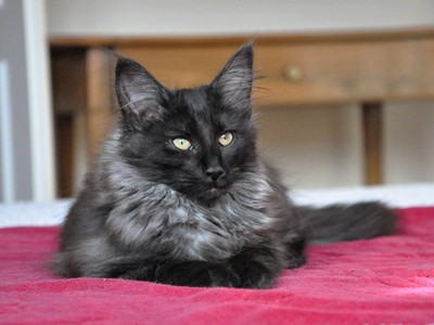 Ispahan des Aulnes de Lampercy*F