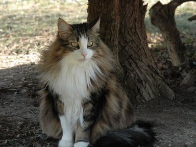 SC Jaana des Fines Terres*CH