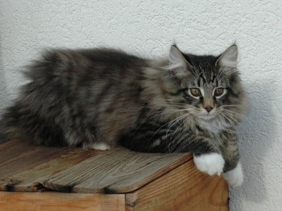 GIC RigatoniRabiata des Fines Terres*CH, JW