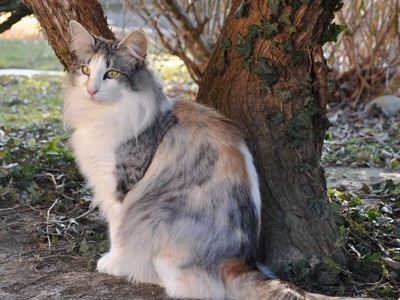 SC Genoneva des Aulnes de Lampercy*F, DSM