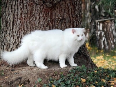 SC. Tolstoï des Fines Terres*CH, JW, DSM