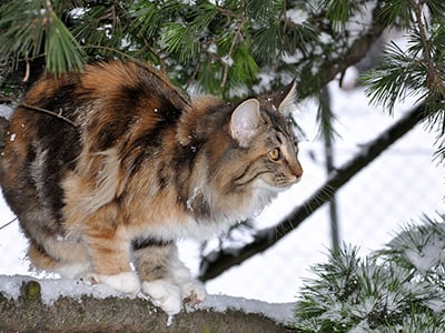 Buick des Fines Terres*CH