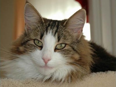 SC Jaana des Fines Terres*CH