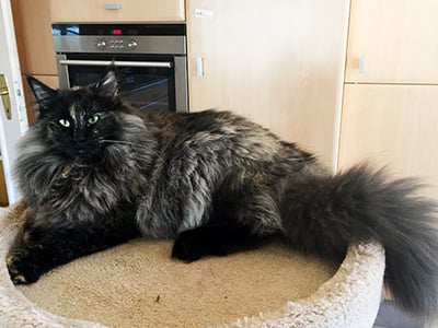 GIC Bali des Fines Terres*CH