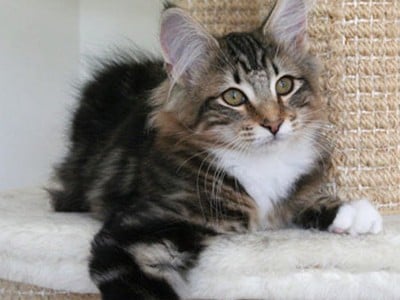 SP SC S*NC's Sister Moonshine, JW, DVM, DSM