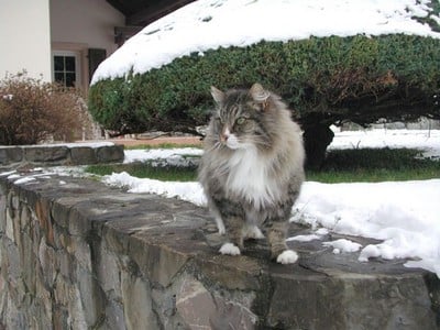 EP Chrysès du Bocherex*CH, dit "Basile"