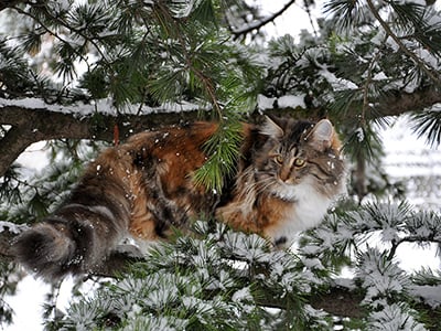 Buick des Fines Terres*CH