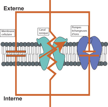 Le circuit électronique de la membrane cellulaire des neurones