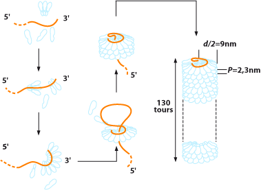 Virus de la mosaïque du tabac