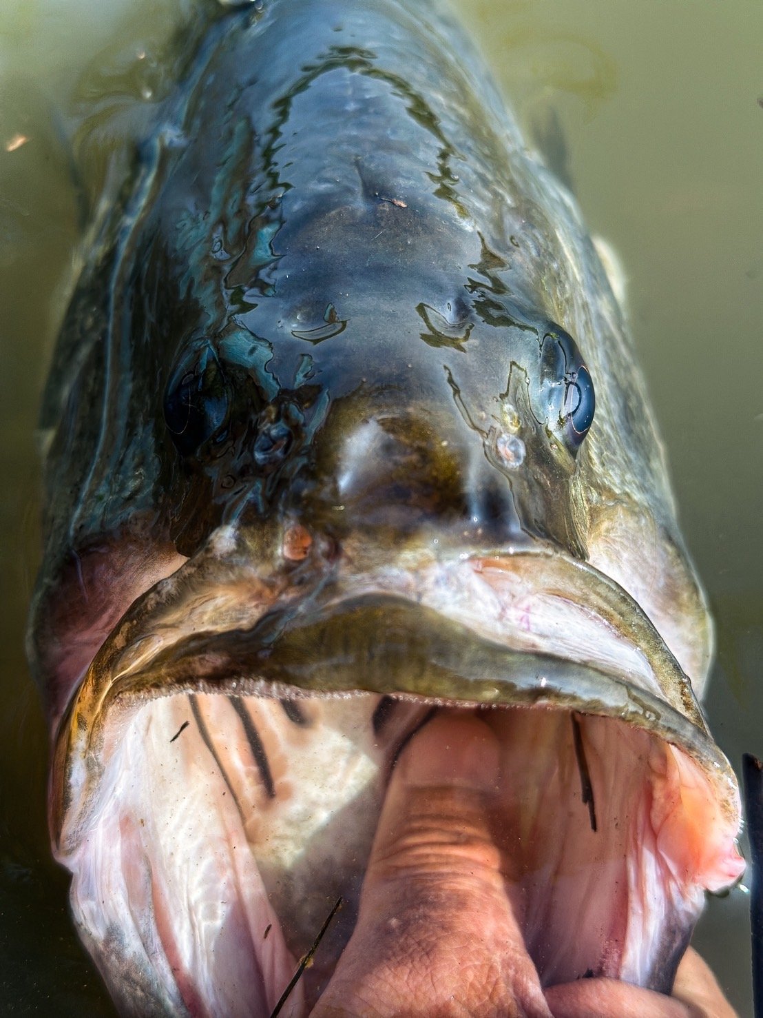 大江川で、G.O.G炸裂！