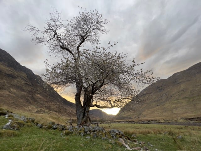 cerisier en fleur écosse source d'inspiration