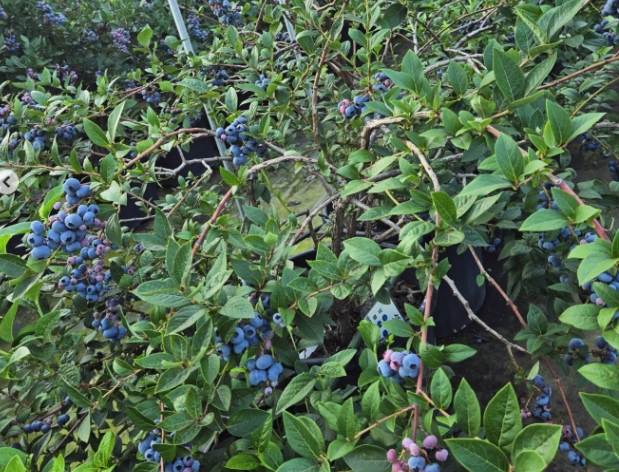 【お知らせ】7/26ブルーベリーパークYOGA　～ベリーズパーク郡山～