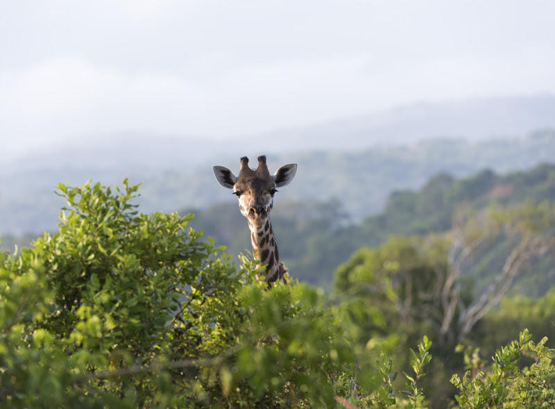 Giraffe fotografiert und die Bildschärfe liegt in der Mitte des Bildes, eine Foto was dadurch aber sehr wenig von der Landschaft zeigt. Diese Giraffen Momente kannst Du erleben im kleinen Shimba Hills Nationalpark in Kenia. 