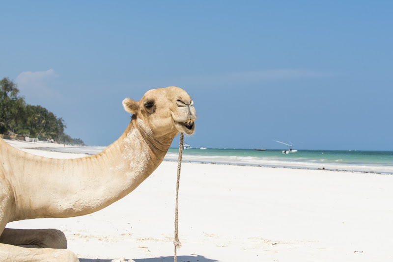 Tierisch dekoriert, fotografiert Diani Beach Kenia