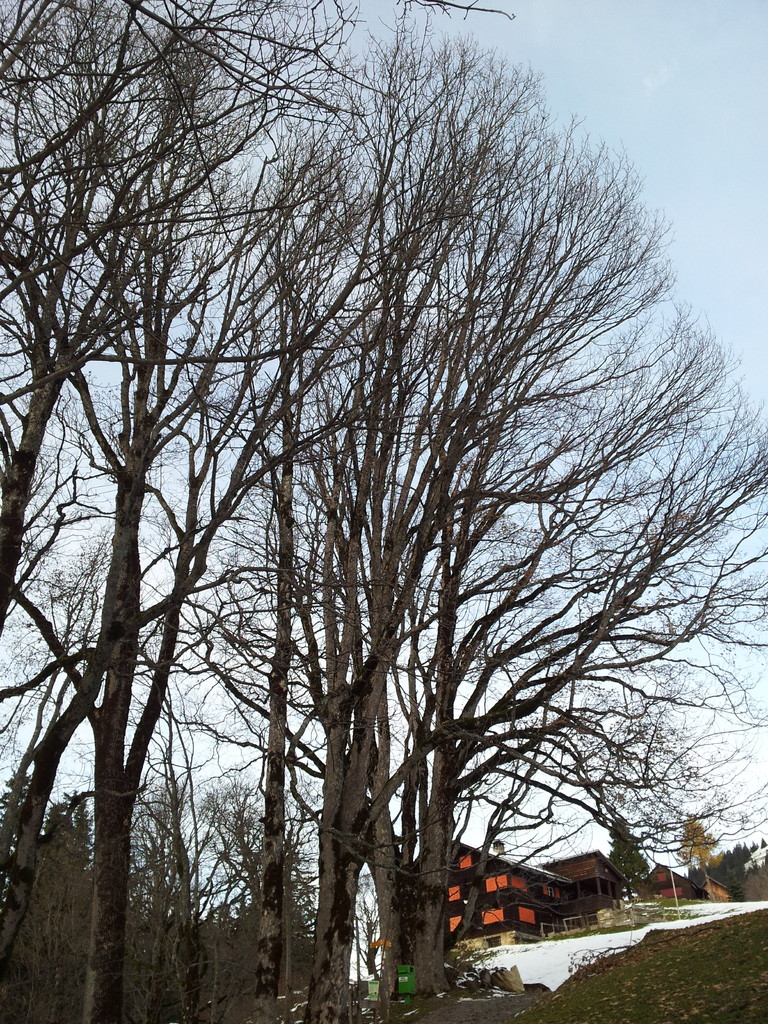 die Blätter sind gefallen 