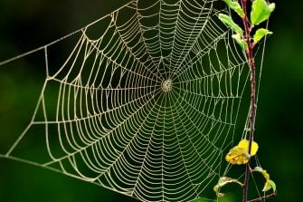 Spinnennetz: Klaus Müller (LBV Bildarchiv)