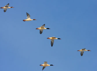 Gänsesäger Schwarm: Tunka Zdenek (LBV Bildarchiv)