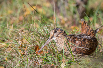 Waldschnepfe: Ralph Sturm (LBV Bildarchiv)