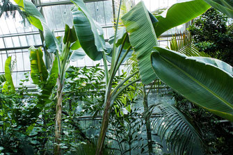 Botanischer Garten (Pixabay)