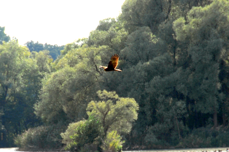 Rohrweihen Weibchen am Unteren Inn (© Florian Marchner)