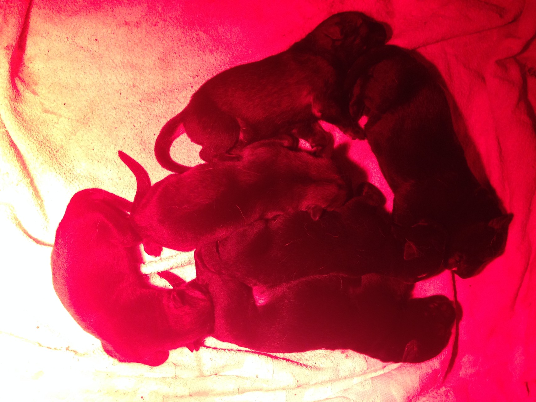 R-Wurf von der Gletscherhöhle; 06.01.2015/ 2 Tage alt