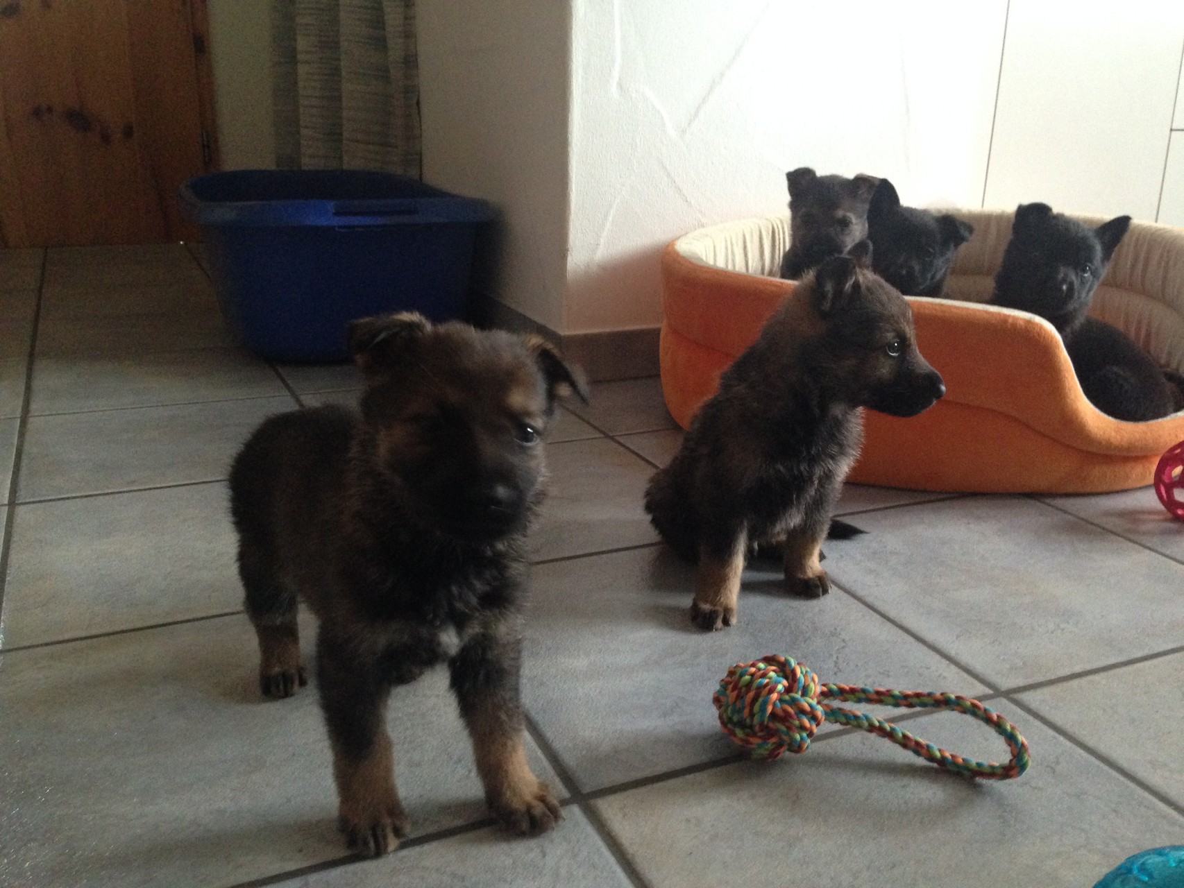 R-Wurf von der Gletscherhöhle; 12.02.2015