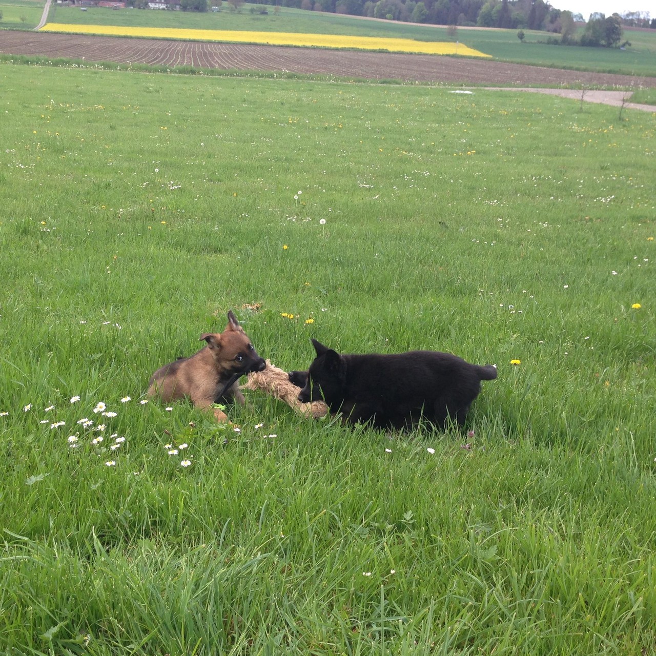 S-Wurf 8 Wochen alt.