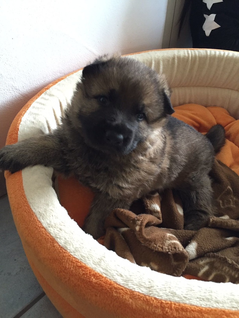 Vega von der Gletscherhöhle; 3 Wochen alt