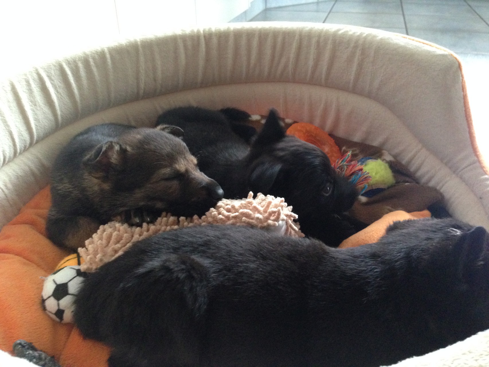 R-Wurf von der Gletscherhöhle; 12.02.2015