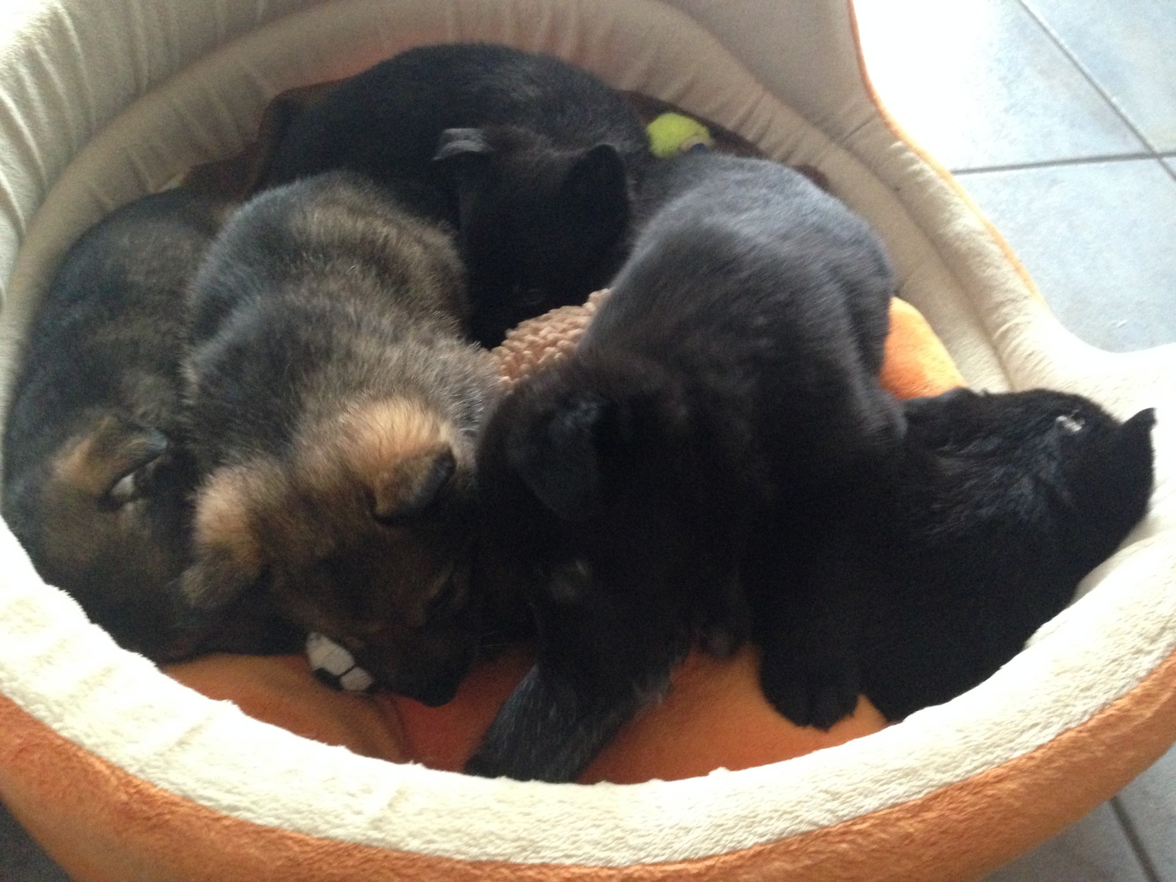 R-Wurf von der Gletscherhöhle; 12.02.2015