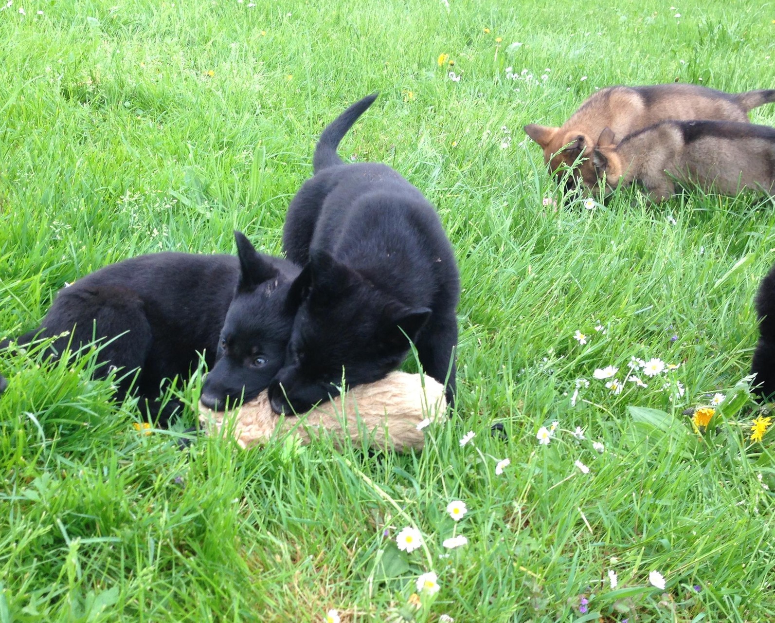 S-Wurf 8 Wochen alt.