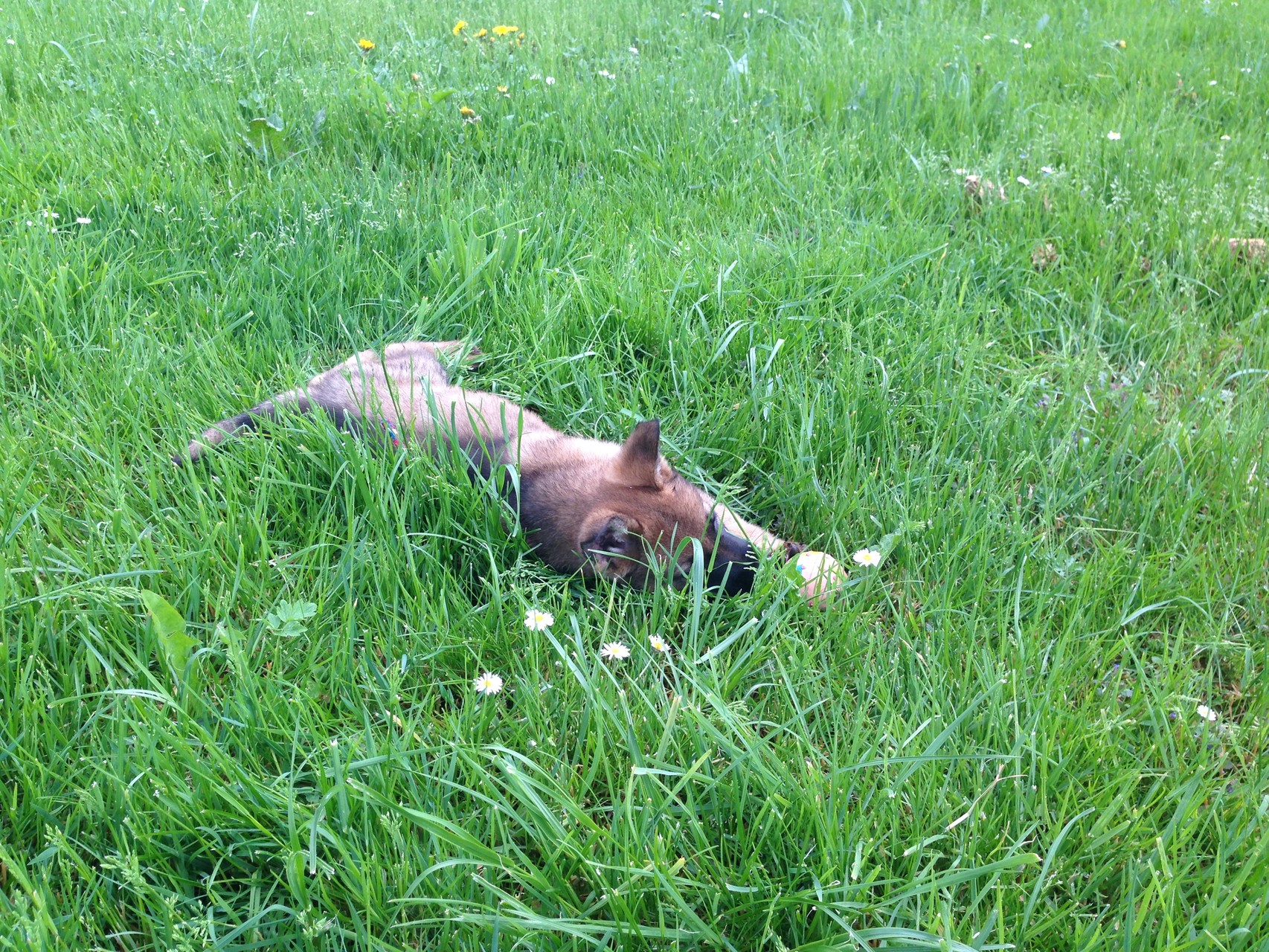 S-Wurf 8 Wochen alt.