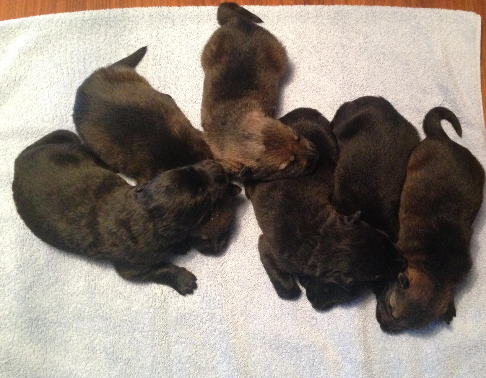 R-Wurf von der Gletscherhöhle; 12 Tage alt