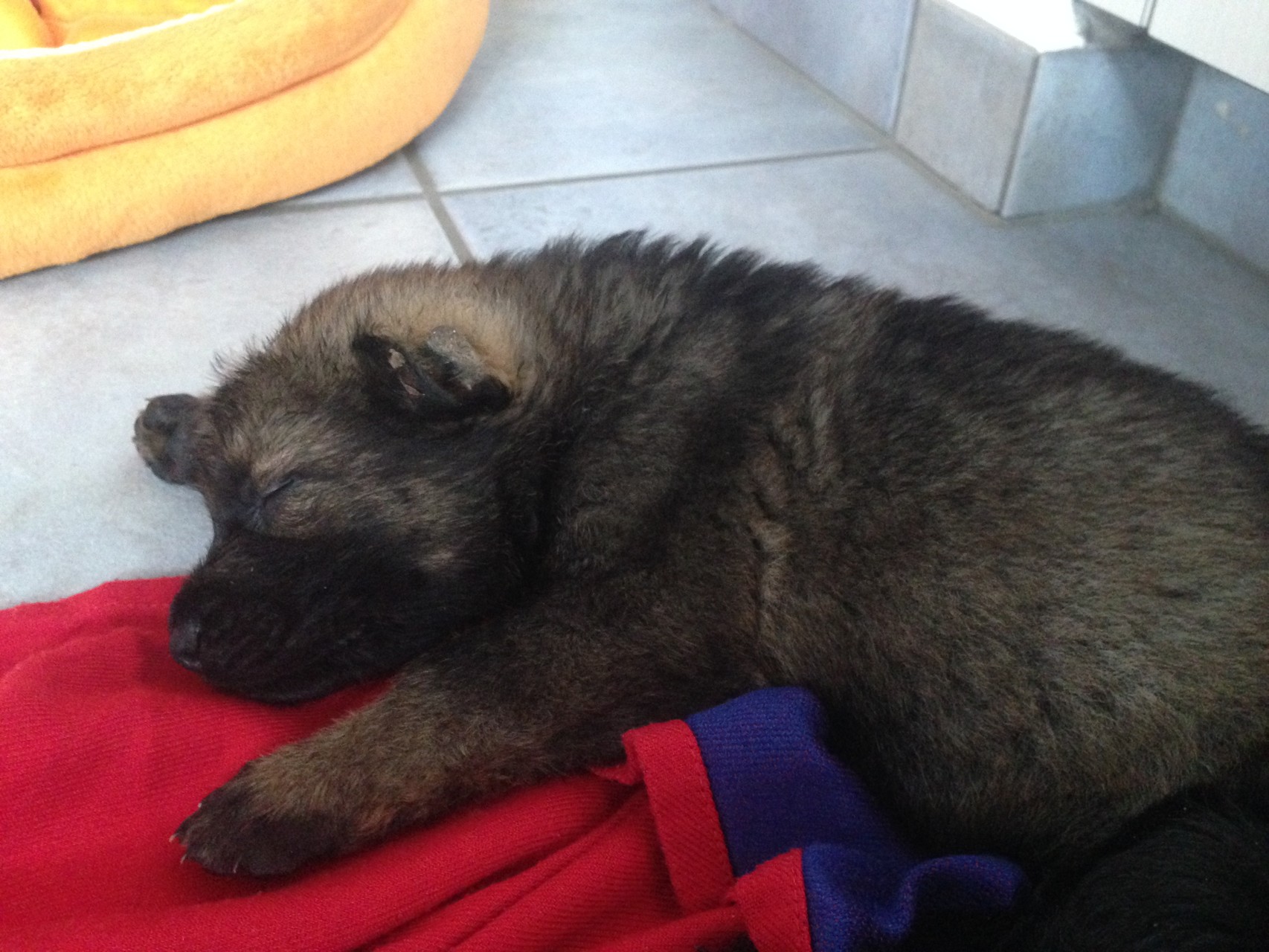 S-Wurf am 05.04.2015