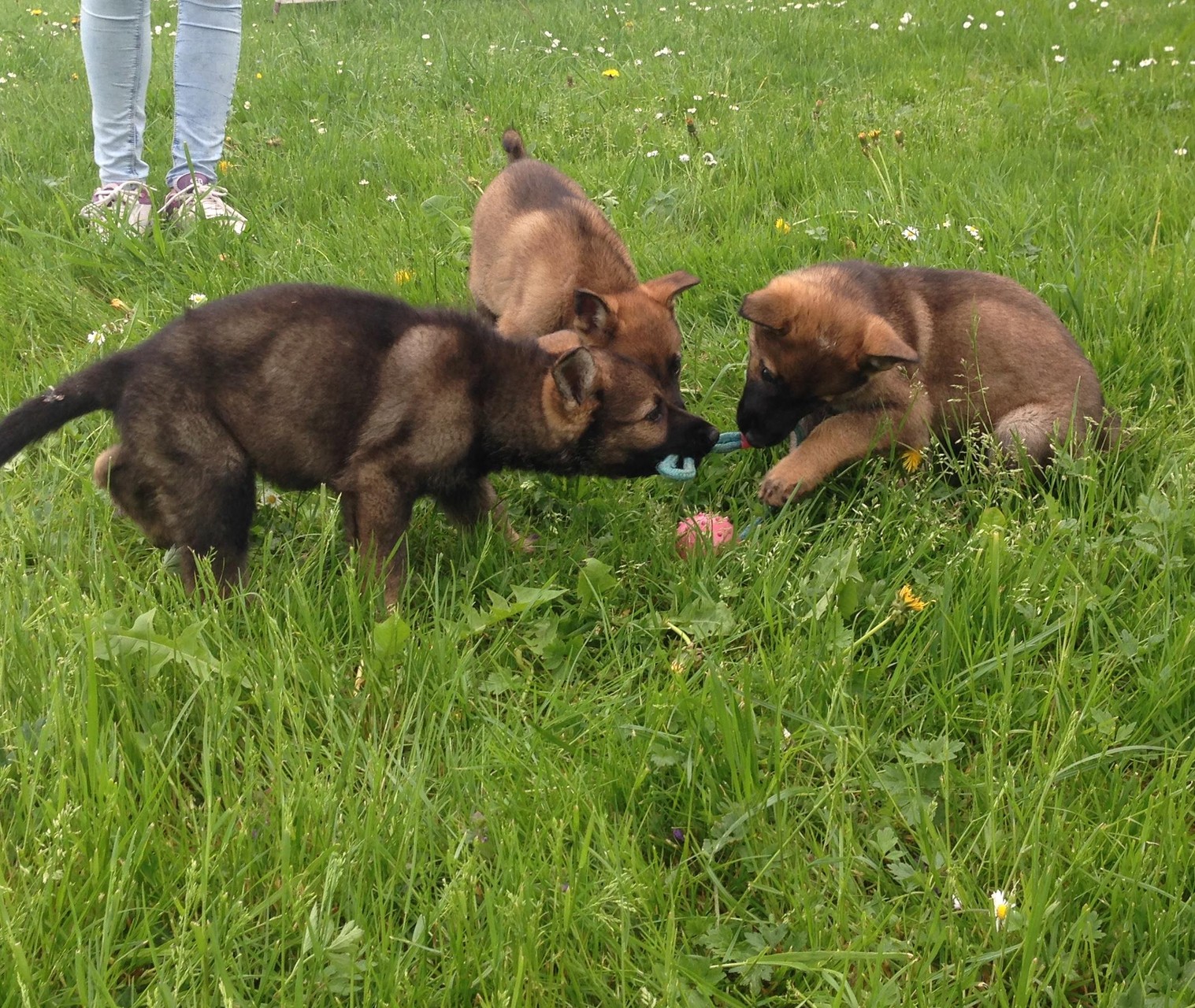 S-Wurf 8 Wochen alt.