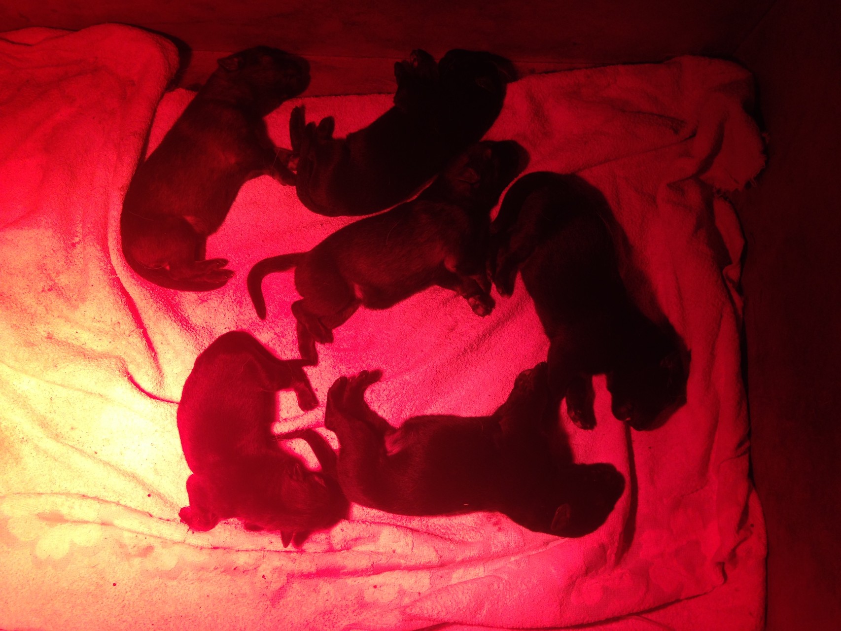 R-Wurf von der Gletscherhöhle; 06.01.2015/ 2 Tage alt