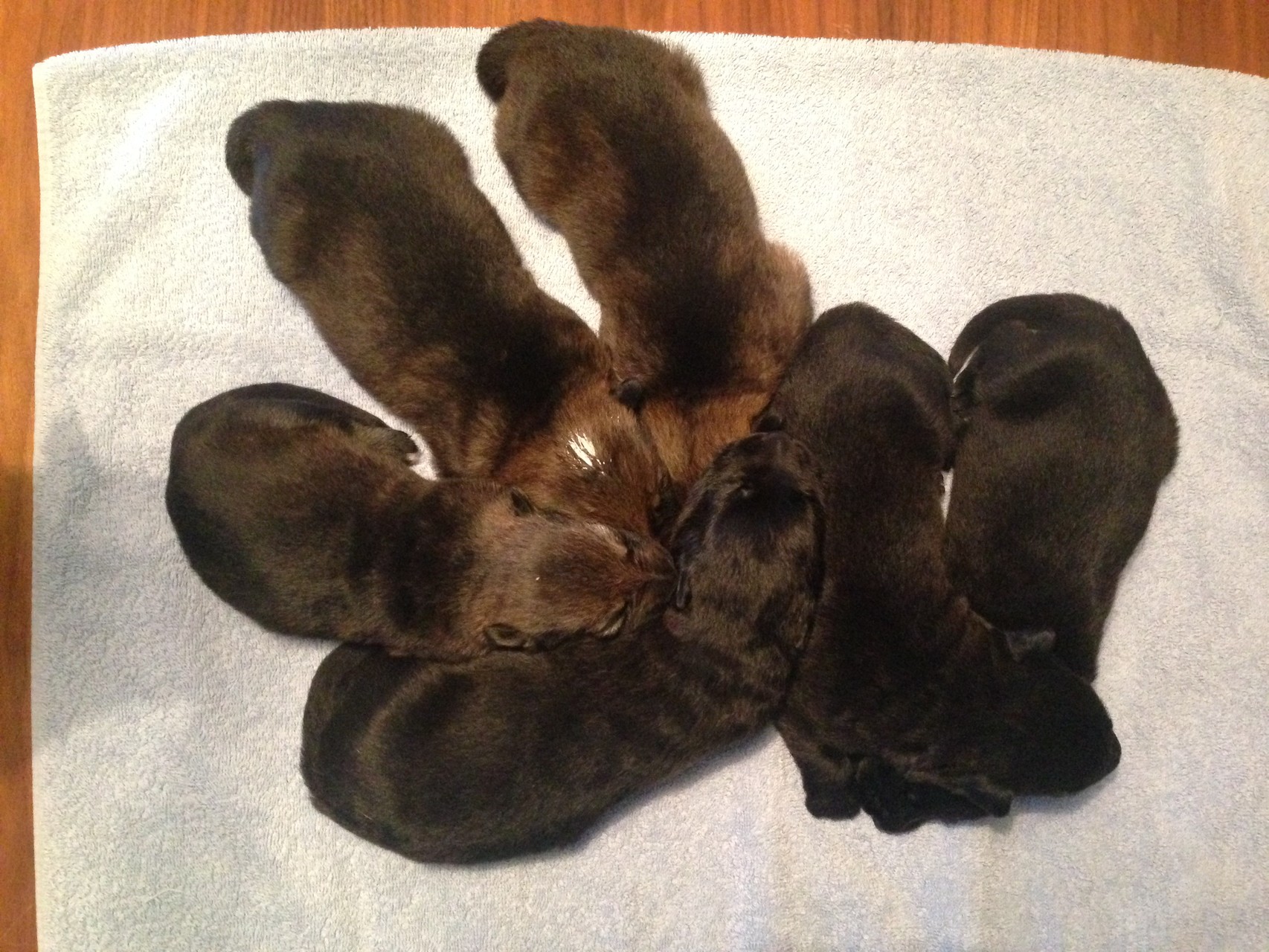 R-Wurf von der Gletscherhöhle; 12 Tage alt