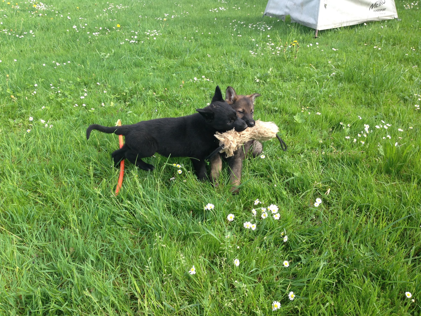 S-Wurf 8 Wochen alt.