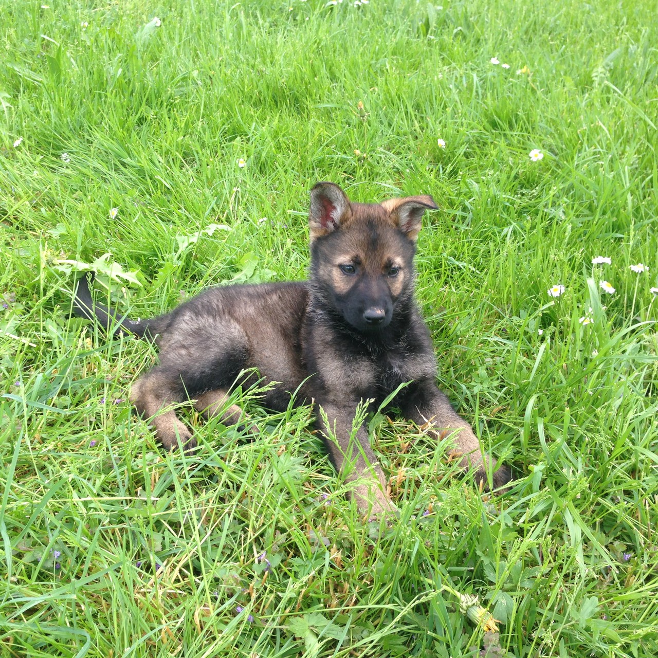 S-Wurf 8 Wochen alt.