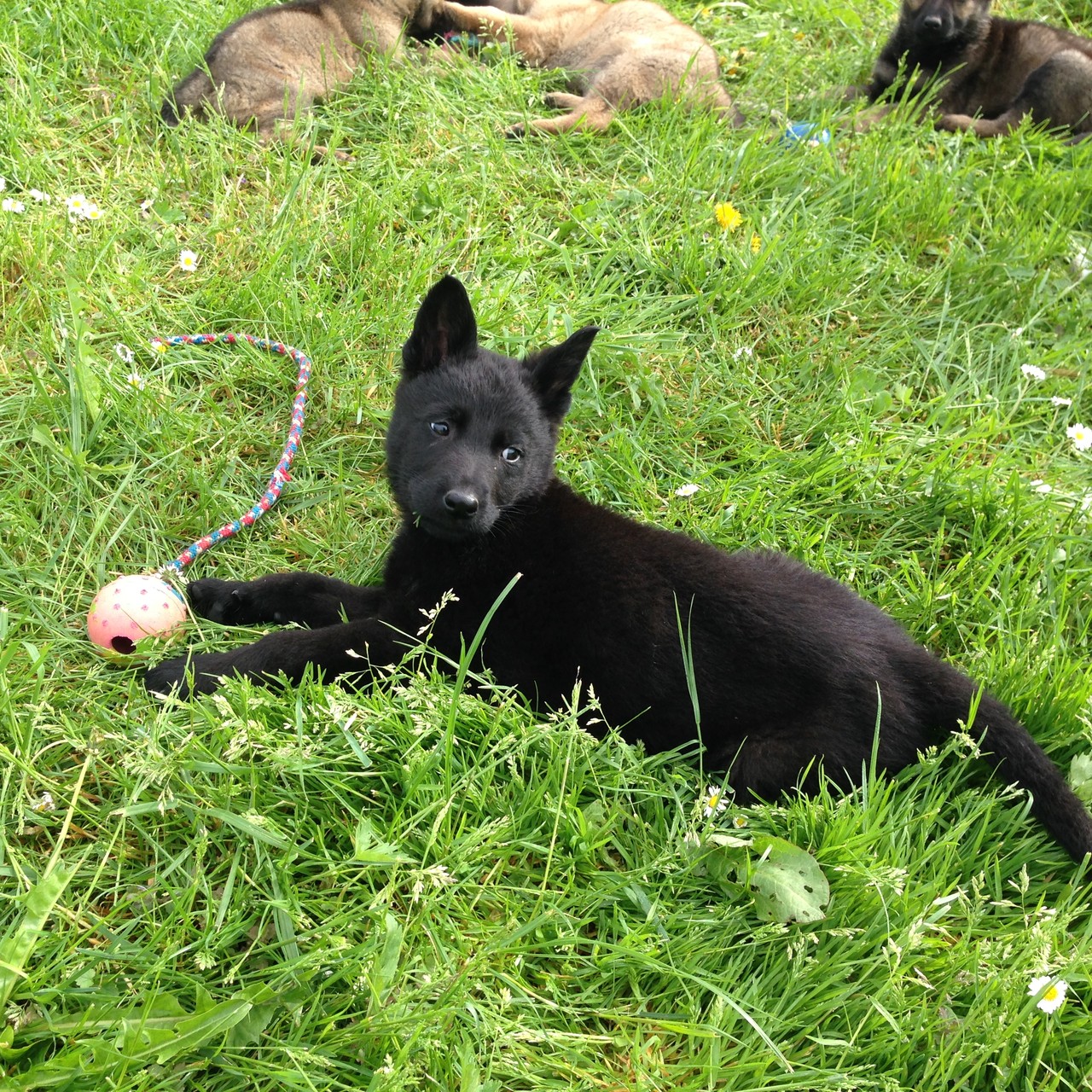 S-Wurf 8 Wochen alt.