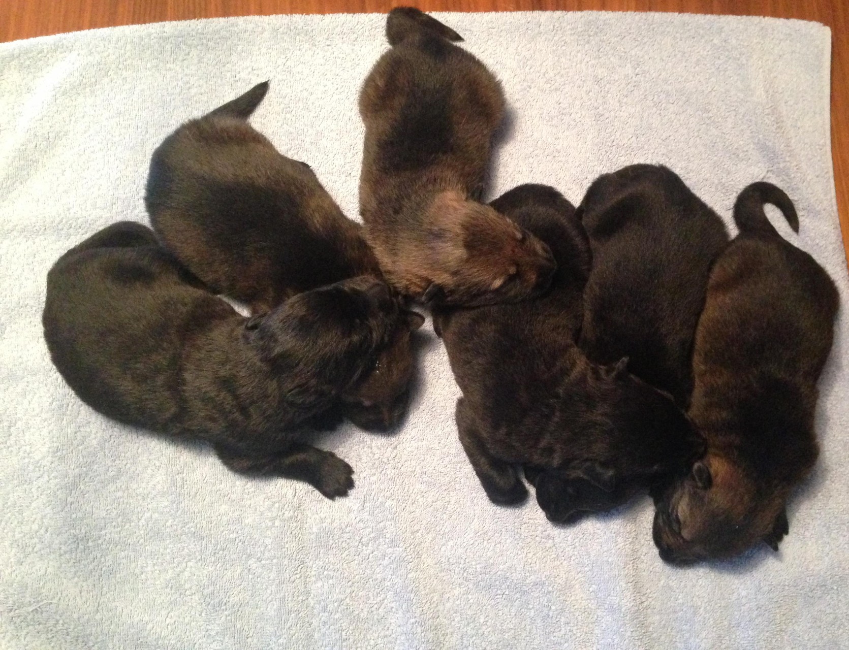 R-Wurf von der Gletscherhöhle; 12 Tage alt