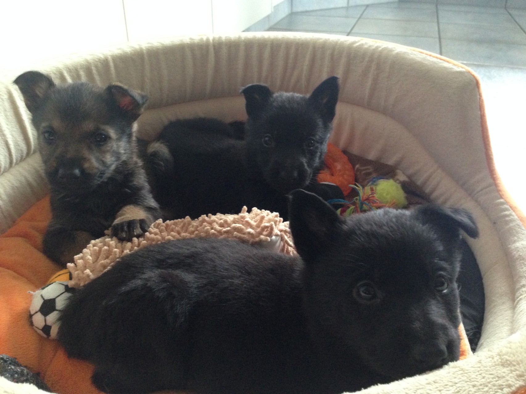 R-Wurf von der Gletscherhöhle; 12.02.2015